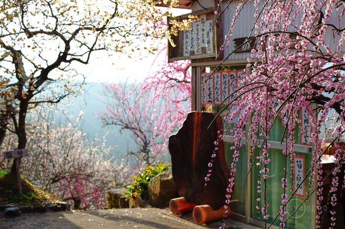 お写ん歩: SIGMA 105mm F2.8 DG DN MACRO | Artアーカイブ